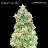 Critical Mass Fast · Advanced Seeds · kaufen · cannabis samen · Fem