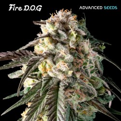 Fire DOG · Advanced Seeds · sementes de maconha · Fem