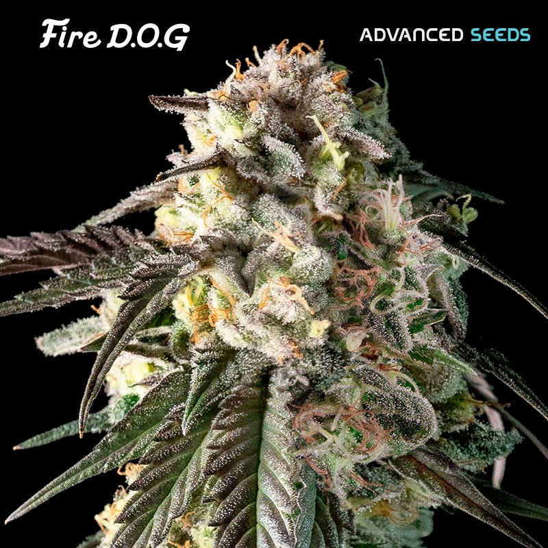 Fire DOG · Advanced Seeds · sementes de maconha · Fem