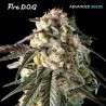 Fire DOG · Advanced Seeds · graines de cannabis · Fem