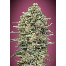 Gelato 33 Fast · Advanced Seeds · graines de cannabis · Fem