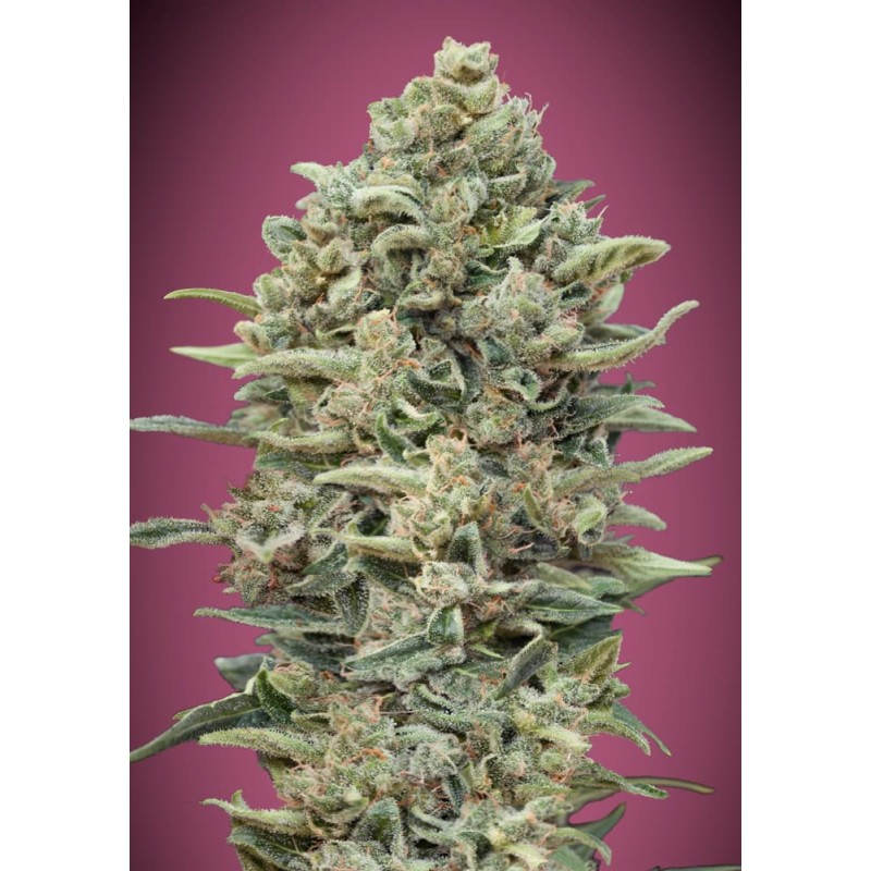 Gelato 33 Fast · Advanced Seeds · graines de cannabis · Fem