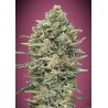 Gelato 33 Fast · Advanced Seeds · sementes de maconha · Fem