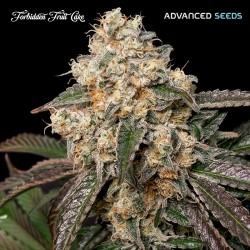 Forbidden Fruit Cake · Advanced Seeds · kaufen · cannabis samen · Fem