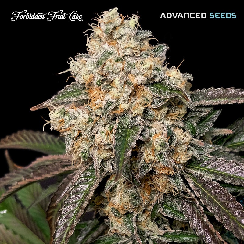 Forbidden Fruit Cake · Advanced Seeds · graines de cannabis · Fem