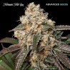Forbidden Fruit Cake · Advanced Seeds · sementes de maconha · Fem