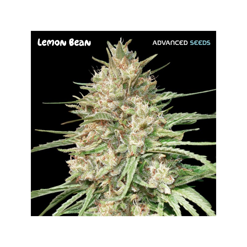 Lemon Bean · Advanced Seeds · kenevir tohum - disi · Fem