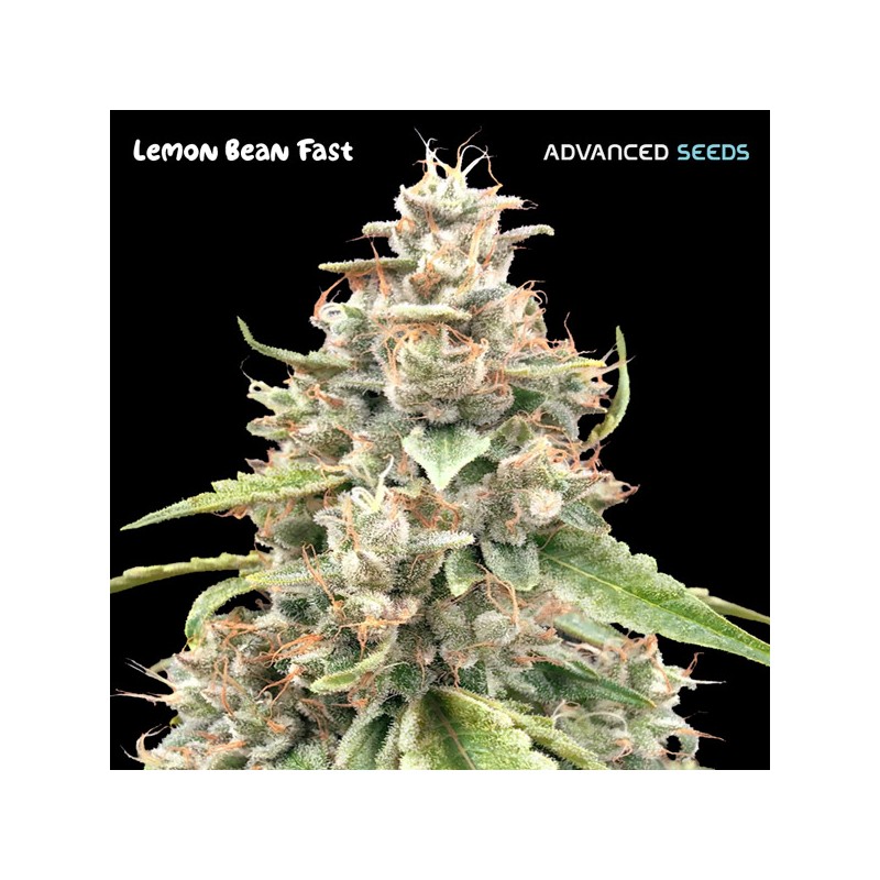 Lemon Bean Fast · Advanced Seeds · graines de cannabis · Fem
