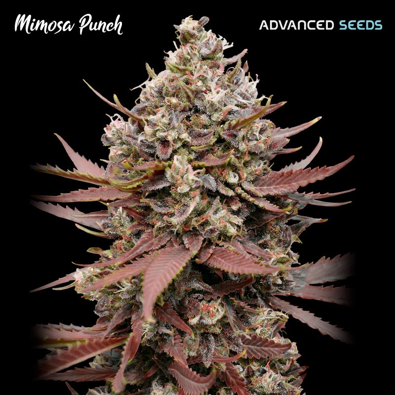 Mimosa Punch · Advanced Seeds · graines de cannabis · Fem