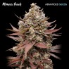 Mimosa Punch · Advanced Seeds · graines de cannabis · Fem