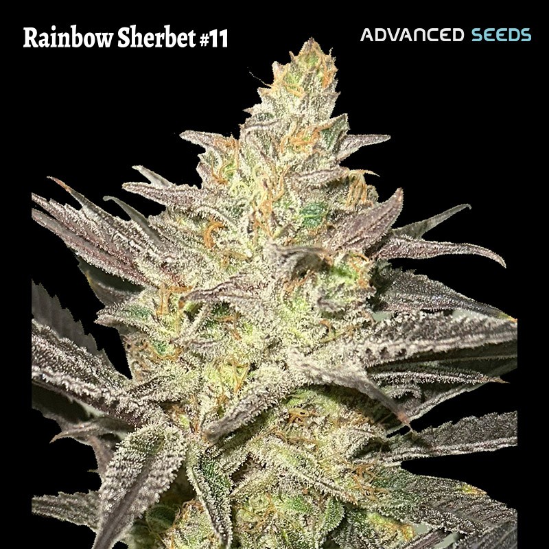Rainbow Sherbet 11 · Advanced Seeds · graines de cannabis · Fem