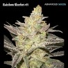 Rainbow Sherbet 11 · Advanced Seeds · graines de cannabis · Fem