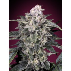 Slurricane · Advanced Seeds · graines de cannabis · Fem
