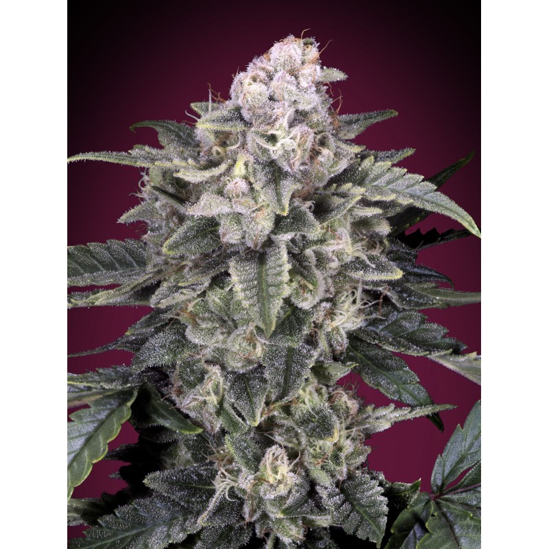 Slurricane · Advanced Seeds · sementes de maconha · Fem