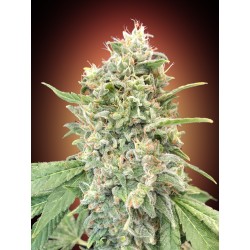 Strawberry Banana · Advanced Seeds · cannabis seeds · Fem