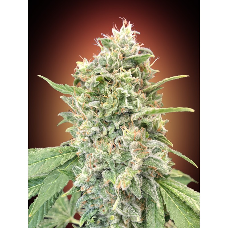 Strawberry Banana · Advanced Seeds · kenevir tohum - disi · Fem