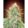 Strawberry Banana · Advanced Seeds · kaufen · cannabis samen · Fem