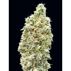 Strawberry Banana Fast · Advanced Seeds · graines de cannabis · Fem