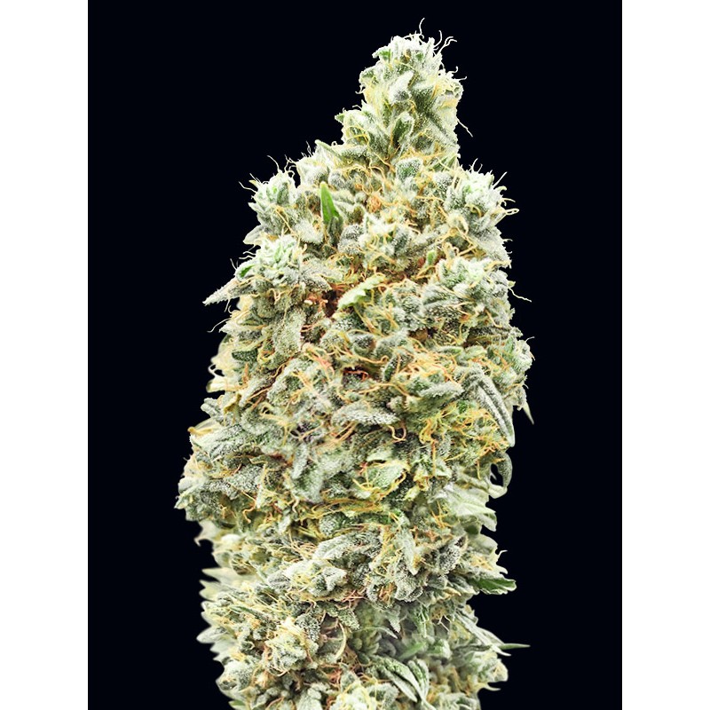 Strawberry Banana Fast · Advanced Seeds · cannabis seeds · Fem
