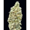 Strawberry Banana Fast · Advanced Seeds · graines de cannabis · Fem