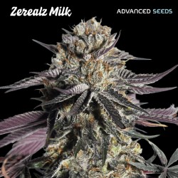 Zerealz Milk · Advanced Seeds · graines de cannabis · Fem