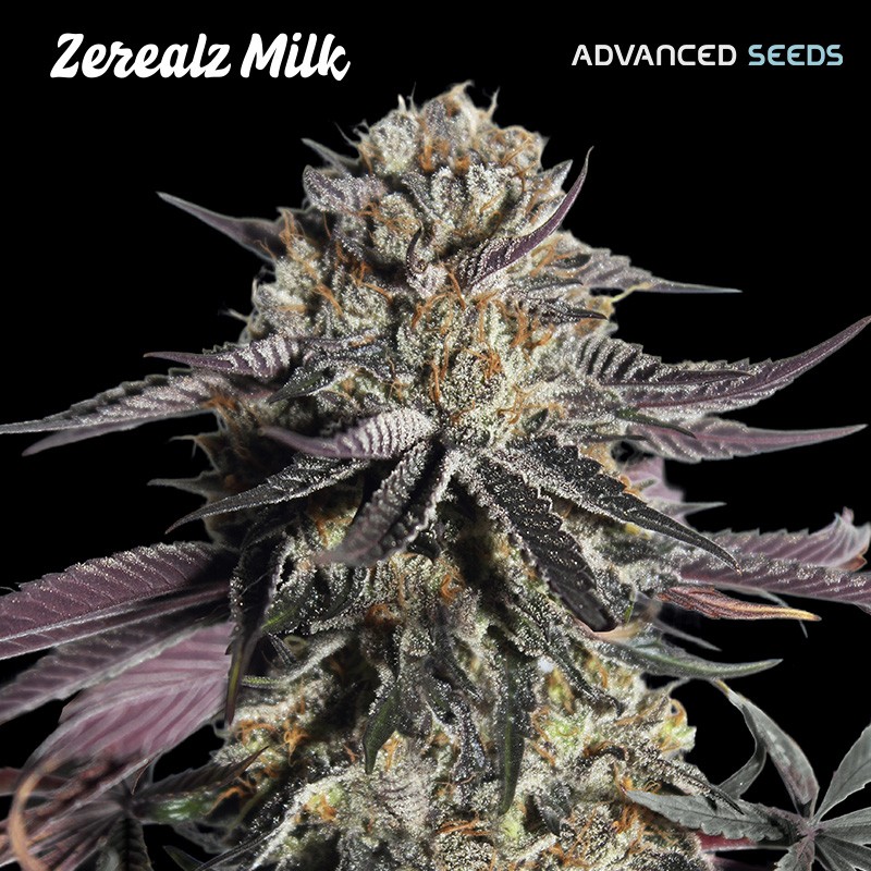 Zerealz Milk · Advanced Seeds · kenevir tohum - disi · Fem
