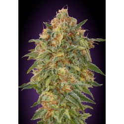 Zkittlez · Advanced Seeds · sementes de maconha · Fem