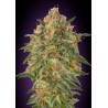 Zkittlez · Advanced Seeds · graines de cannabis · Fem