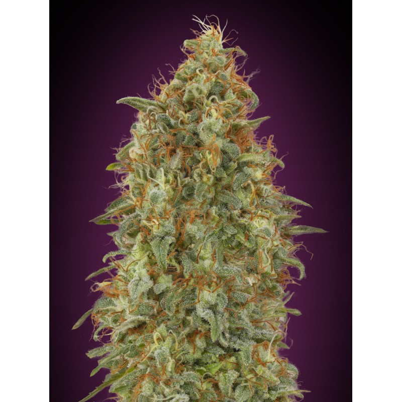 Zkittlez Fast · Advanced Seeds · kenevir tohum - disi · Fem
