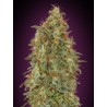 Zkittlez Fast · Advanced Seeds · kenevir tohum - disi · Fem