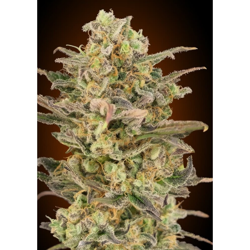 Somango Glue · Advanced Seeds · sementes de maconha · Fem