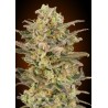 Somango Glue · Advanced Seeds · graines de cannabis · Fem