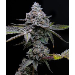 APPLE FRITTER · Barneys Farm · sementes de maconha · Fem