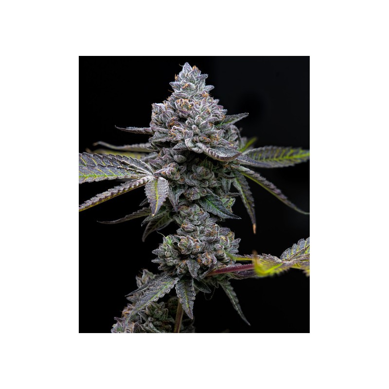Ayahuasca Purple | Barneys Farm | Kaufen Cannabis Samen