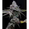 APPLE FRITTER · Barneys Farm · sementes de maconha · Fem