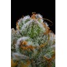 BLUE DREAM · Barneys Farm · cannabis seeds · Fem