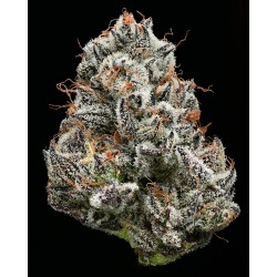 BLACK CHERRY GUSHERS · Barneys Farm · graines de cannabis · Fem