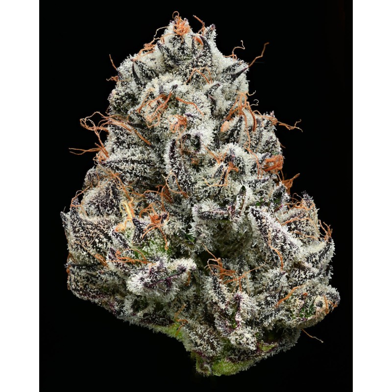 BLACK CHERRY GUSHERS · Barneys Farm · kenevir tohum · Disi · Fem