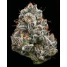 Ayahuasca Purple | Barneys Farm | Kaufen Cannabis Samen