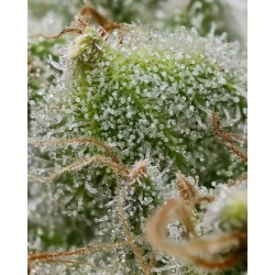 BRUCE BANNER · Barneys Farm · graines de cannabis · Fem
