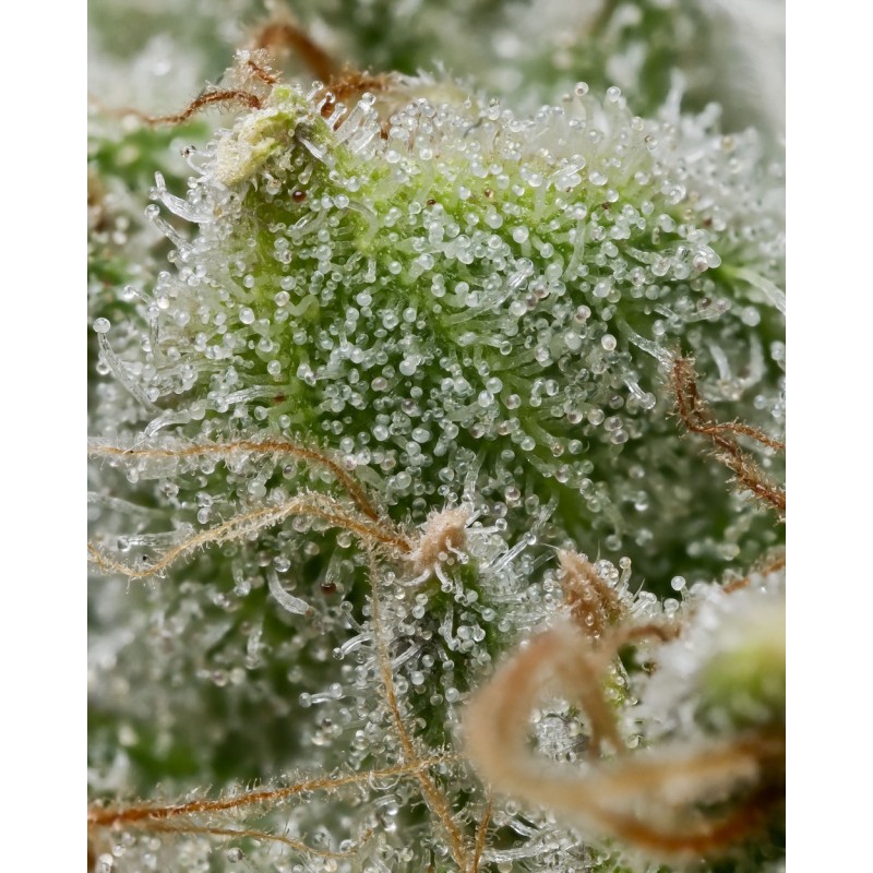 BRUCE BANNER · Barneys Farm · graines de cannabis · Fem