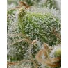 Ayahuasca Purple | Barneys Farm | Kaufen Cannabis Samen