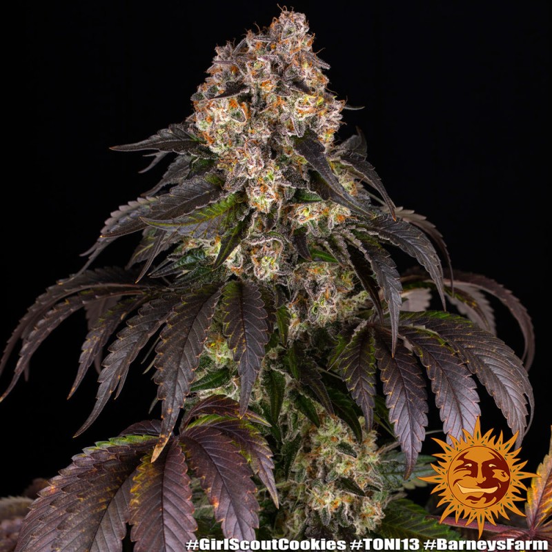 GIRL SCOUT COOKIES · Barneys Farm · sementes de maconha · Fem
