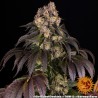 Ayahuasca Purple | Barneys Farm | Kaufen Cannabis Samen