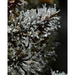 LEMON CHERRY GELATO · Barneys Farm · cannabis seeds · Fem