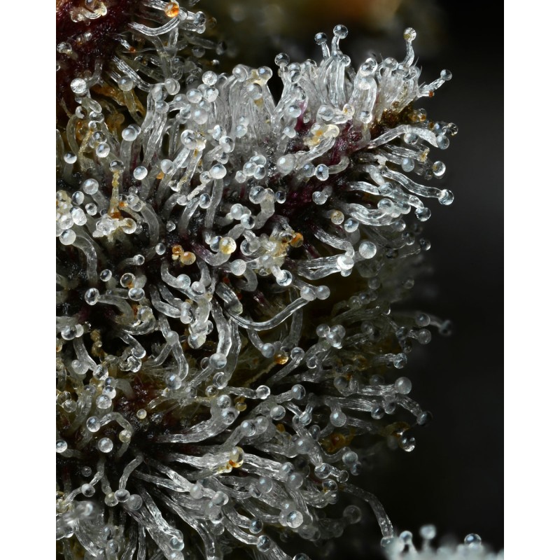 LEMON CHERRY GELATO · Barneys Farm · graines de cannabis · Fem
