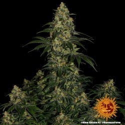 Blue Gelato 41 | Barneys Farm | Cannabis Shop