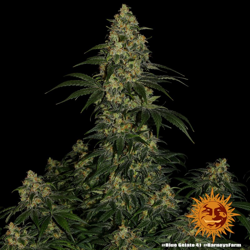 BLUE GELATO 41 · Barneys Farm · graines de cannabis · Fem