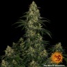 BLUE GELATO 41 · Barneys Farm · cannabis seeds · Fem