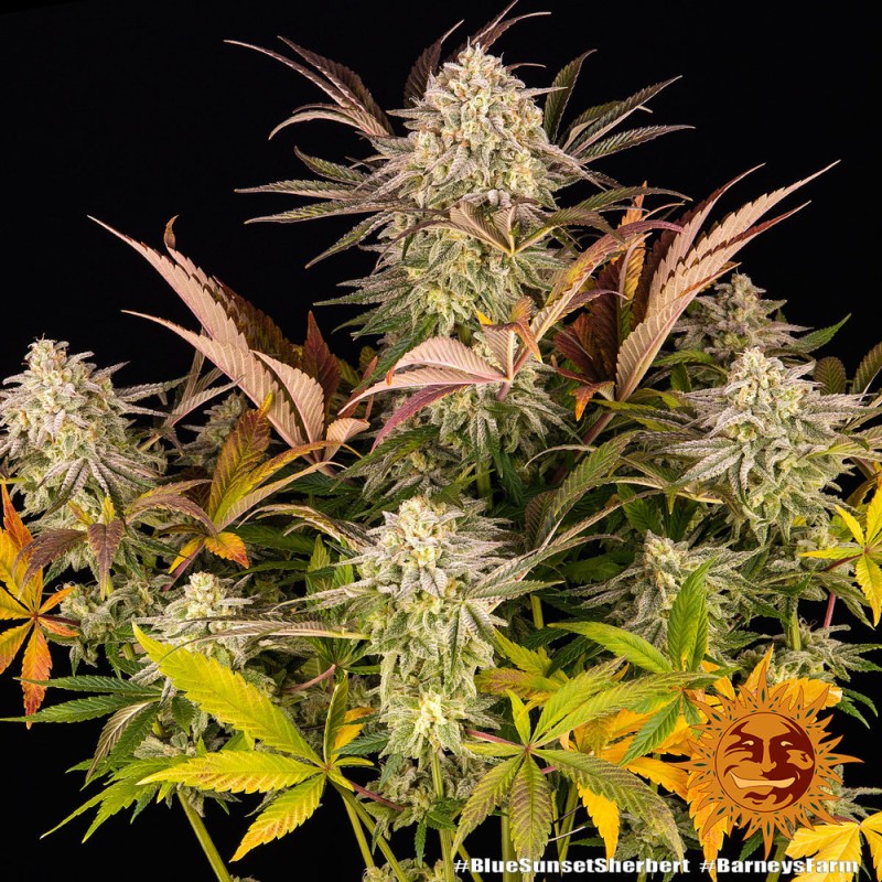 BLUE SUNSET SHERBERT · Barneys Farm · graines de cannabis · Fem